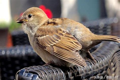 家裡飛來麻雀|【家裡出現鳥】家裡鳥進來有什麼好兆頭？自來鳥寓意大公開！